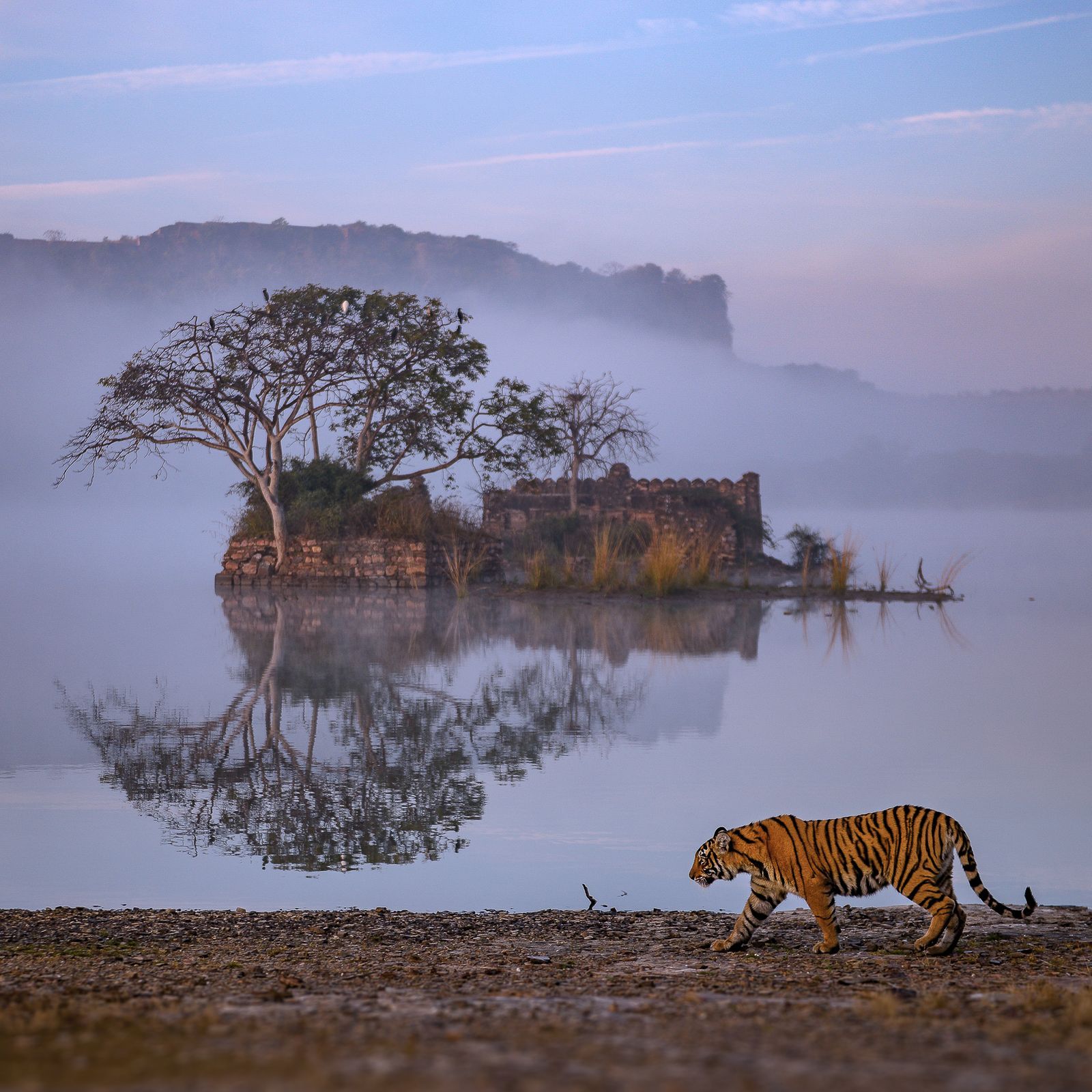 Luxury Force Urbania Hire in Ranthambore